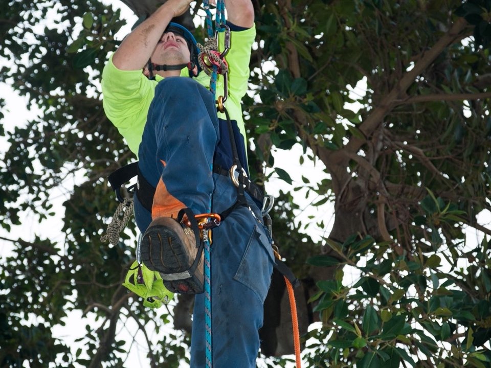 Qualified arborist working in a mature tree during an Enviro Trees UK survey in Newport