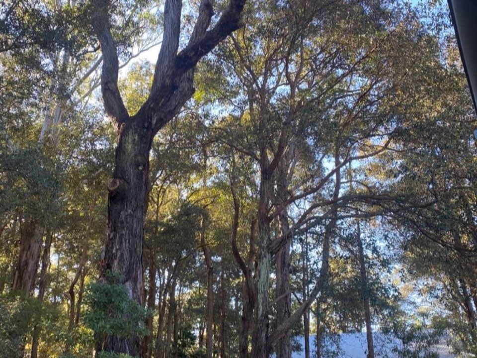 Mature trees in Newport parkland with a property visible in the background